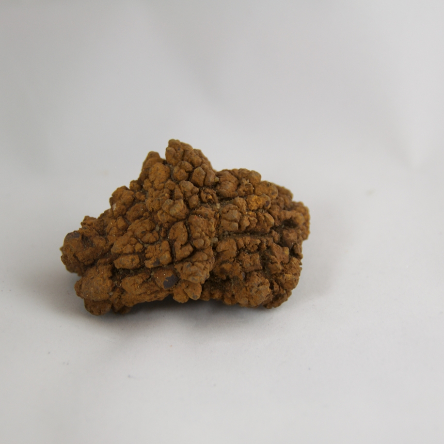 coprolite